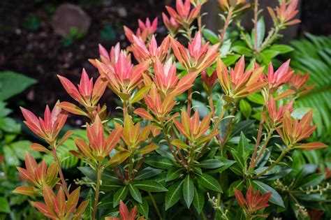 Pieris Japonica Care And Growing Tips Uk