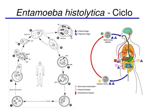 Ppt Generalidades De Protozoarios Y Amebas Powerpoint Presentation Free Download Id6446794