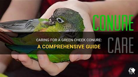 Caring For A Green Cheek Conure: A Comprehensive Guide | PetShun