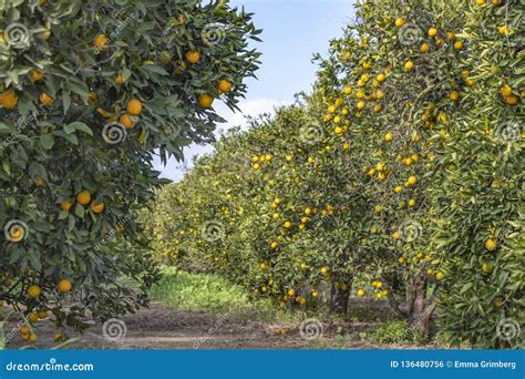 Rows Of Trees With Ripe Oranges In A Fruit Garden Stock Photo Image