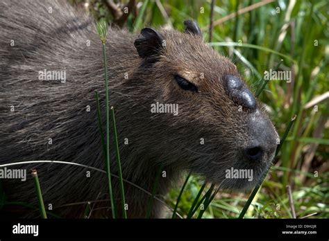 Capybara Males Capybara Is Largest Rodent Is The Size And Weight Of