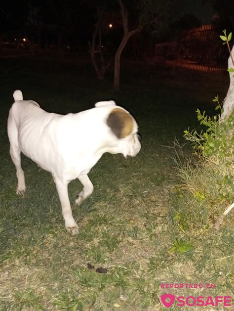 Sosafe Alguien Que Se La Perdi Su Perro Boxer Se Ve S Per Mal Por El