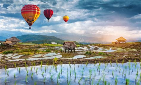 Colorful Hot Air Balloons Over Green Rice Field Colorful Hot Air