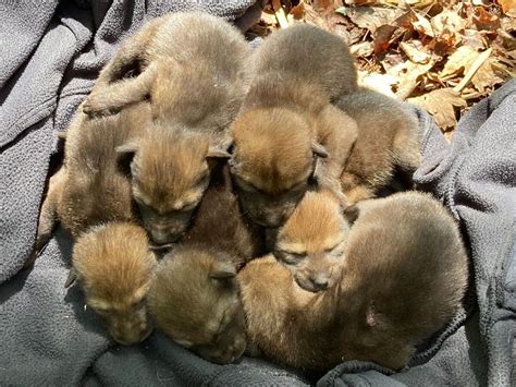 Check Out This Pawesome Litter Of Endangered Red Wolf Pups Npr