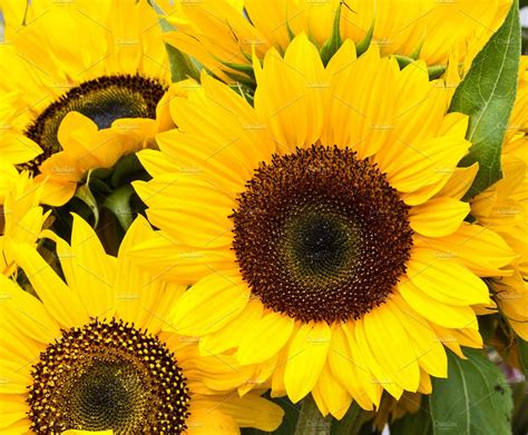 Bright sunflower blossoms | Nature Stock Photos ~ Creative Market