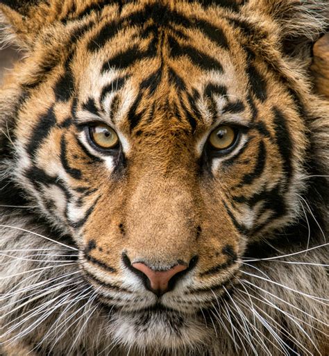 Explore Tiger Photos Wildcats Conservation Alliance