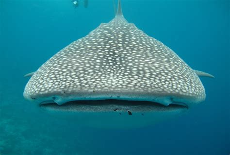 Oslob Whale Shark Watching Day Trip From Dumaguete Book Now