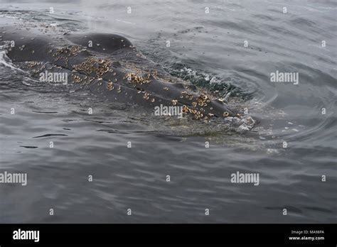 Humpback Whale close up Stock Photo - Alamy