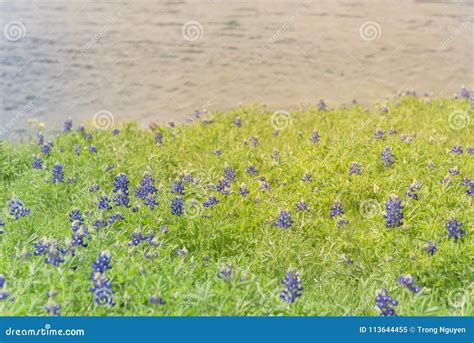 Bluebonnets Blossom Along A Lake In Ennis Texas Usa Stock Image