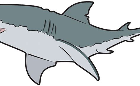 Tiger Shark Clipart Shark Cage Great White Sharks Clip 640x480