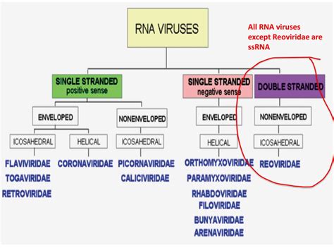 Ppt Complexities Of Viral Nomenclature Powerpoint Presentation Free