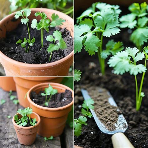 Como Plantar Coentro Em Vaso E Ter Este Tempero Sempre M O