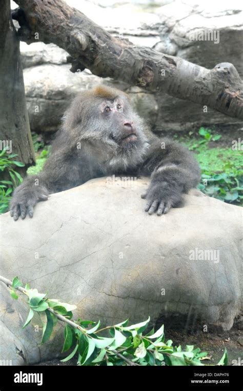 Tibetan macaque Stock Photo - Alamy