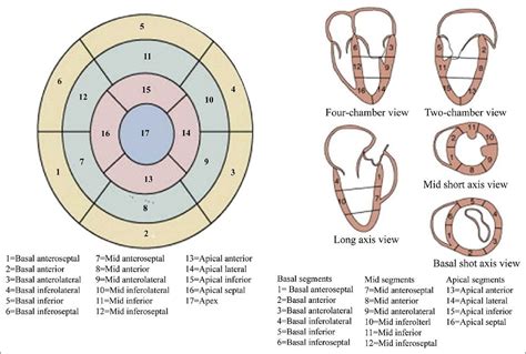 Cardiac anatomy - Echo views | Cardiac anatomy, Cardiac sonography, Nuclear medicine