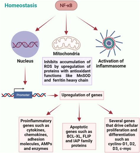 Frontiers Nf κb Regulation By Gut Microbiota Decides Homeostasis Or