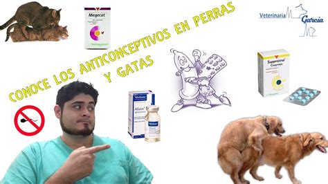 Pastilla Del Dia Despues Para Perros Actualizado Enero 2025