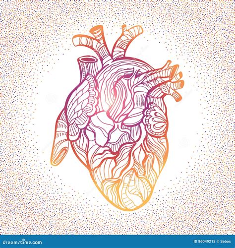 Hand Drawing Sketch Anatomical Heart Doodle Zentangle Vector