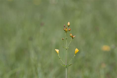 Hypericum Pulchrum Slender St Johns Wort