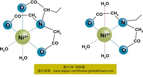 1 His Tag——历久弥新的6组氨酸标签 生命奥秘