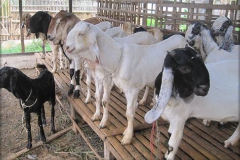 Panduan Budidaya Kambing Dan Domba Pedaging Peternakan Perikanan