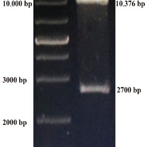 Identification Of P Ls Gb By Digestion With Bamh I And Sma I After