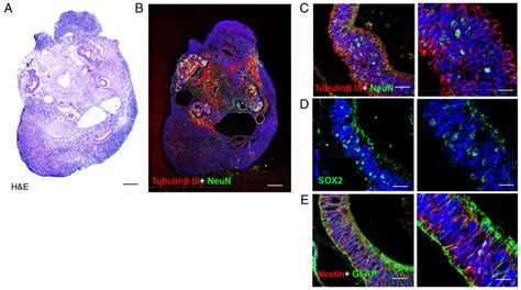 A H E Staining Of Paraffin Embedded Sections At Weeks Following