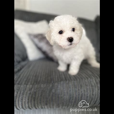 Bichon Frise Sale Sutton On Trent Nottinghamshire Pure Beautiful