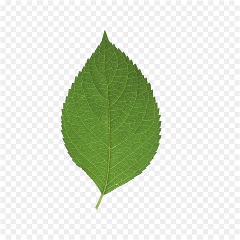 Free Green Leaf Transparent Background, Download Free Green Leaf ...