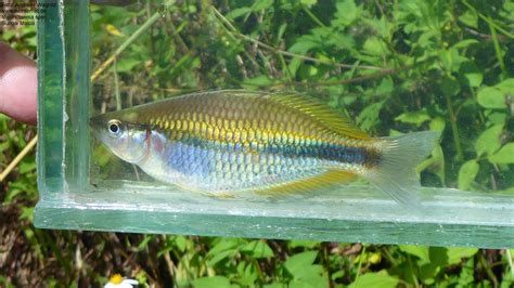 Melanotaenia Spec Sungai Matoa Rainbowfishstable