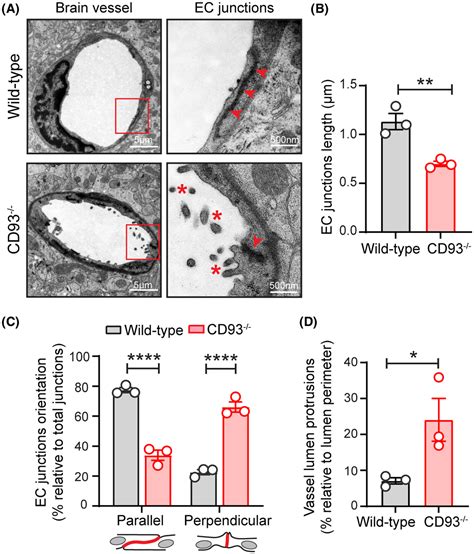 Cd Maintains Endothelial Barrier Function By Limiting The