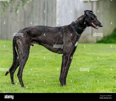 Greyhound Racing Side View Hi Res Stock Photography And Images Alamy