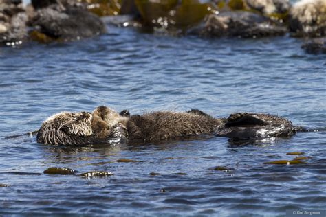 Mother Southern Sea Otter And Pup Enhydra Lutris Morro Ba Flickr