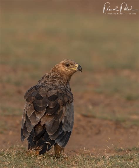 Steppe Eagle – Premal Patel