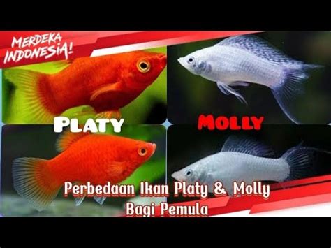 Perbedaan Ikan Platy Molly Bagi Pumula Ikan Hias Janti Klaten Youtube