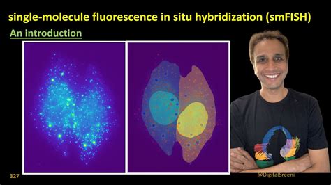 An Introduction To Single Molecule Fluorescence In Situ