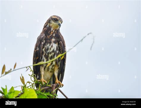 Immature common Black hawk (Buteogallus anthracinus) in Panama, bird of prey in his native ...