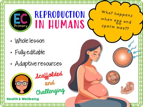 Human Reproduction Year 6 Pshe Teaching Resources