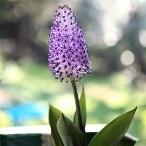 Very Rare Purple Scilla Bulbs for Sale Online | Maderensis – Iplantbulbs