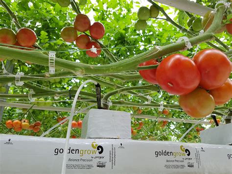 El Riego En El Cultivo Hidrop Nico Del Tomate Projar