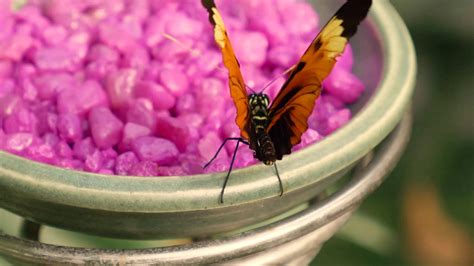 Frederick Meijer Gardens And Sculpture Park Butterfly Exhibit 2019