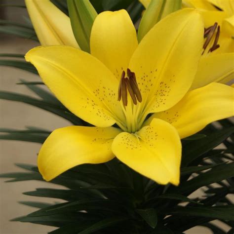 Lilium Lily Looks 'Summer Sun' L A Hybrid Lily | Garden Center Marketing