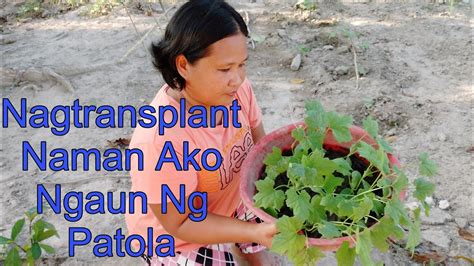 Nagtransplant Naman Ako Ng Patola Plus Gumawa Ng Balag Na Gapangan