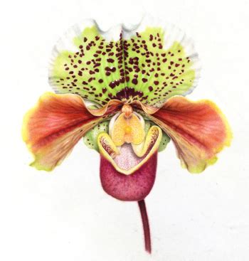 Toad Orchid Fine Art Print Botanicals By Karen Kluglein