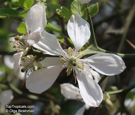 Citrus Trifoliata Poncirus Trifoliata Hardy Orange Trifoliate Orange