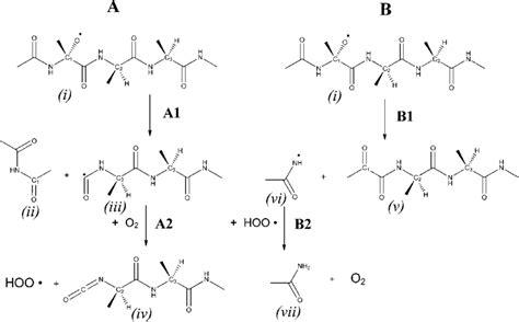 Proposed Reaction Pathways The Diamide Pathway A And α Amidation