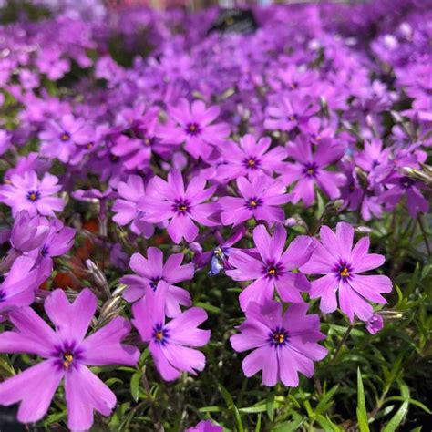 Phlox subulata Purple Beauty Floks szydlasty Rośliny od Ogrodnika