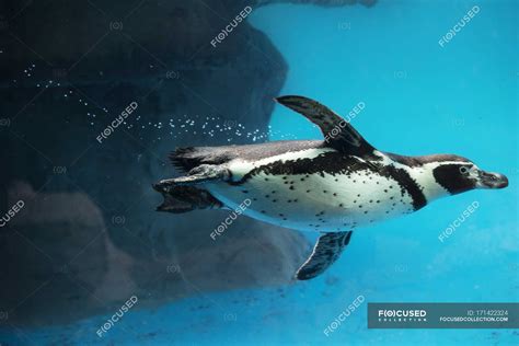 Side view of Penguin swimming underwater. — emperor, diving - Stock Photo | #171422324