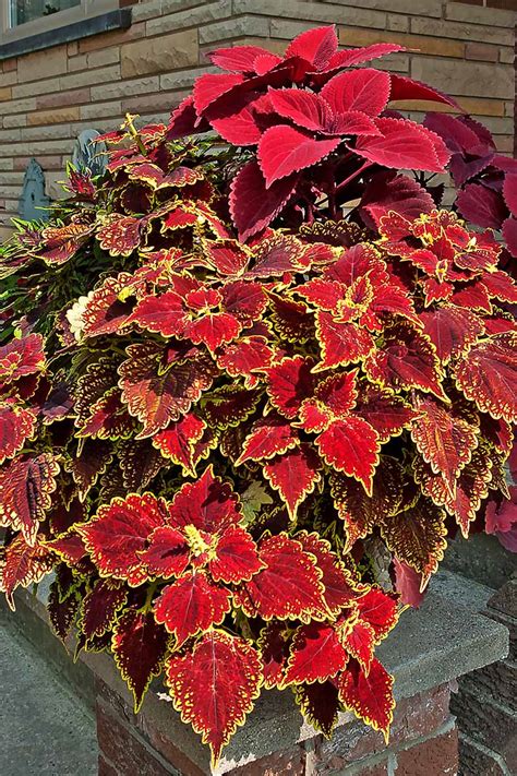 How To Grow Coleus In Containers Gardeners Path