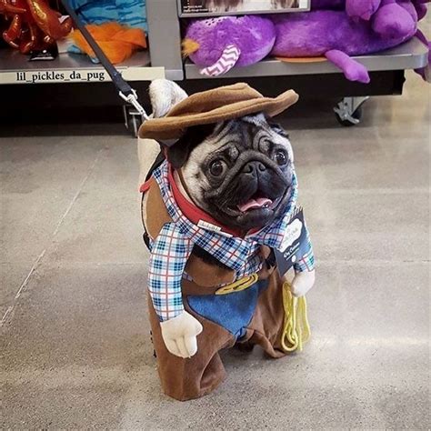 Cowboy Pug Pug Pugdog Pugpuppies Pugs Cute Pugs Baby Pugs