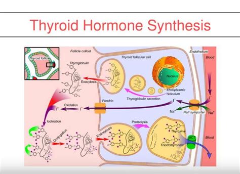 thyroid-synthesis - DSSurgery